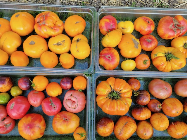 Heirloom Tomatoes 